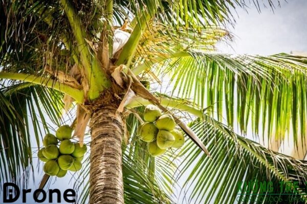 Dịch vụ phun thuốc Bến Tre cho cây dừa