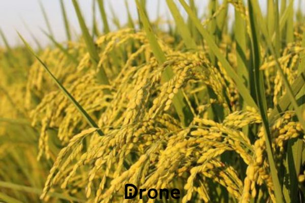 Sự hình thành và phát triển của cây lúa – Kho tài liệu tư duy cho trẻ