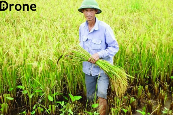 Vụ lúa đông xuân tại huyện Gò Quao, Kiên Giang