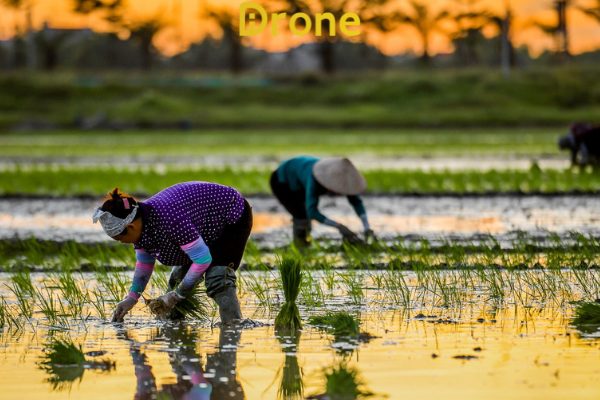 Các giống lúa năng suất cao ở miền bắc