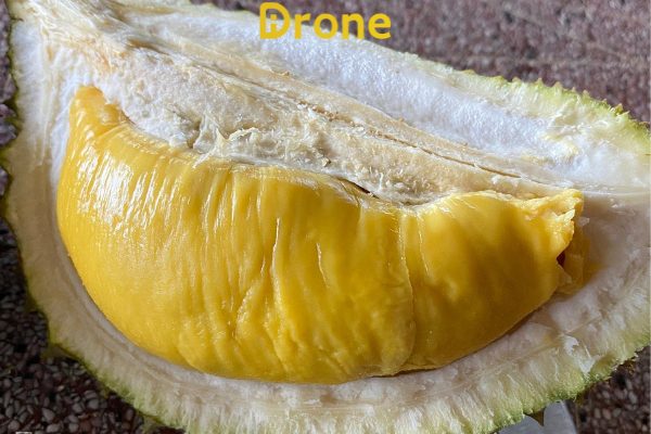 cách trồng sầu riêng Musang king