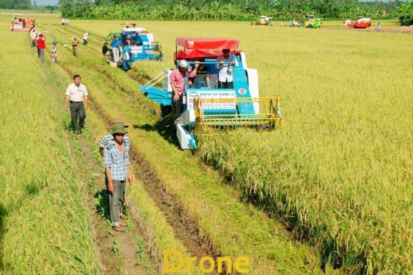 giống lúa có năng suất cao nhất hiện nay